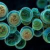 Kentucky Health Officials Warn of Increase of Cyclospora Cases